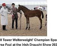 import-irish-draught-horse