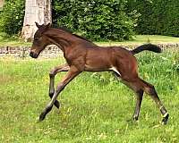 jumper-irish-draught-horse