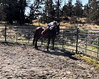 jumping-irish-draught-horse