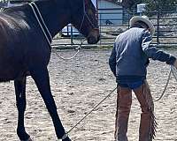 natural-horsemanship-training-irish-draught-horse