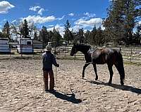 sporthorse-irish-draught-horse