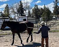 bay-irish-draught-gelding