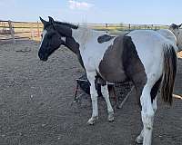 grulla-apha-weanling