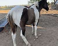 apha-paint-weanling