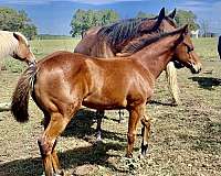 buckskin-paint-palomino-colt-filly