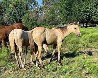 aqha-colt-filly