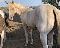 buckskin-paint-palomino-horse