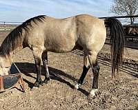 buckskin-paint-palomino