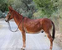 chestnut-none-horse