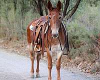 family-horse-quarter