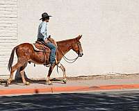 beginner-quarter-horse