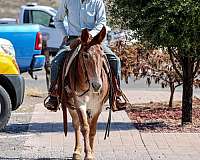 husband-safe-quarter-horse