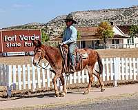 kid-safe-quarter-horse