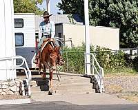 ranch-quarter-horse