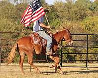 ranch-work-quarter-horse