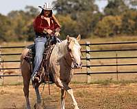 beginner-safe-quarter-horse