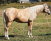 palomino-blaze-horse