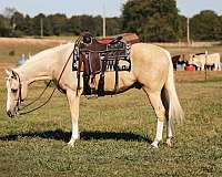 quarter-horse