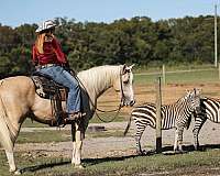 family-horse-quarter