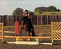 beginner-safe-quarter-horse