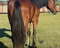 ranch-work-quarter-horse