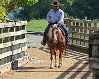 ranch-work-haflinger-horse