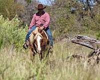 beginner-safe-haflinger-horse