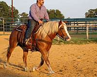 athletic-haflinger-horse