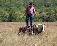 beginner-haflinger-horse