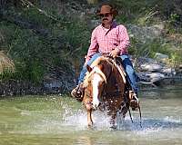 experienced-haflinger-horse