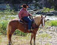 flashy-haflinger-horse