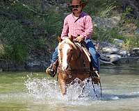 husband-safe-haflinger-horse