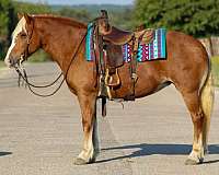 ranch-haflinger-horse