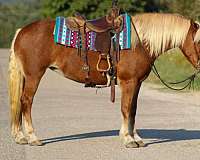 ranch-versatility-haflinger-horse