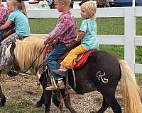 beginner-safe-haflinger-horse