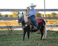 ranch-work-haflinger-horse