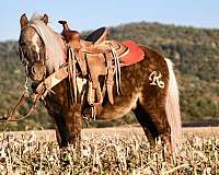 all-around-haflinger-horse