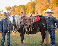 athletic-haflinger-horse