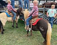 family-horse-haflinger