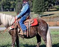 experienced-haflinger-horse