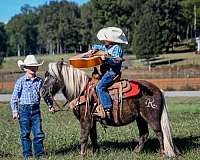 flashy-haflinger-horse