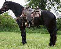 black-none-horse