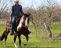 family-horse-quarter