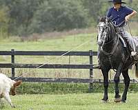 family-horse-quarter