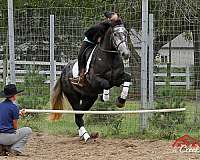 athletic-quarter-horse