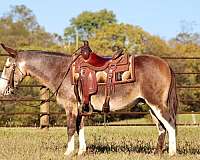 quarter-horse