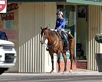 beginner-safe-quarter-horse