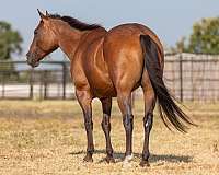 beginner-quarter-horse