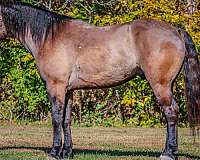 bay-roan-none-horse