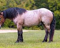 bay-roan-none-horse